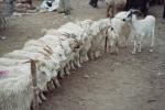 MarcheKashgar23