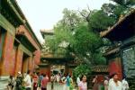 CI_chinetemple7